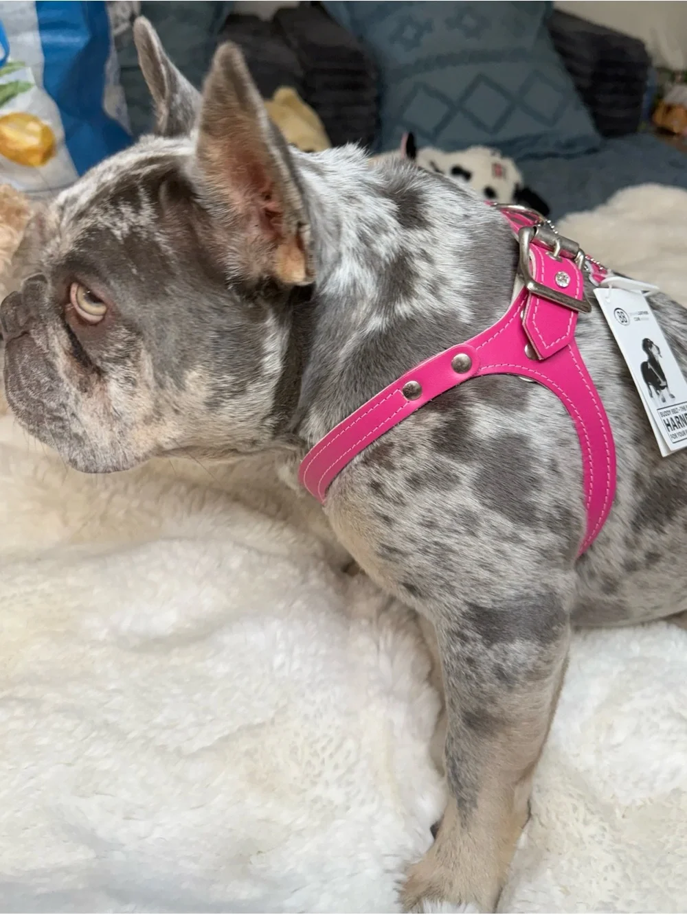 Buddy Belts Pink Leather Dog Harness with Swarovski Crystals & Soft Padding